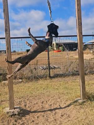 A post by @cannon_bulldogs on TikTok caption: Velvet's legs are so powerful, she always goes flying when she jumps #pets #oldeenglishbulldogge #dogs #bulldog #agilitydog #fyp 