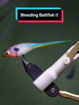 A post by @tiesflies on TikTok caption: Bleeding Baby Fat Minnow???? Hook: Ahrex NS172 size 4 Thread: 8/0 classic waxed  Bead: Saluda Beads  Tail: Natures Spirit marabou Dubbing: hareline Callibaetis ice   Front dubbing: Flyfishfood bruiser blend  Resin: @UPAVON FLY FISHING  Tools: TheFlySmith  ALL MATERIALS FROM JSFLYFISHING    #TheFlySmith  #flytying #magpiematerials #magpieturkeybiots #magpiefinebeaverdubbing #whitingfarms #naturesspiritflytying #lidrig #fly #flytyingjunkie #flytyingtutorial #flytyingaddict #flytok #satisfying #flytyingnation #fyp #harelinedubbin  #fishing #flyfishing #pescamosca #Upavon