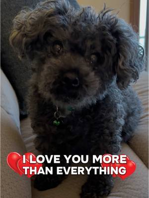 A post by @krissy0803 on TikTok caption: His adorable face ❤️#simonthetoypoodle #toypoodle #cutedogs #dogsoftiktok #dogvideos #cutedogsoftiktok #dogtok #PetsOfTikTok #dogs #pets #dogmom #fyp #fy #doglover #happydog #tiktokviral #puppy #dog #cute #cutedog 