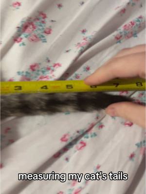 A post by @melodyandjiggy on TikTok caption: I knew Spooky had the longest tail but good lord!!! she’s still a baby! 🙀 #dwarfcat #jiggysmalls #jiggycat #foryouu #fypシ 