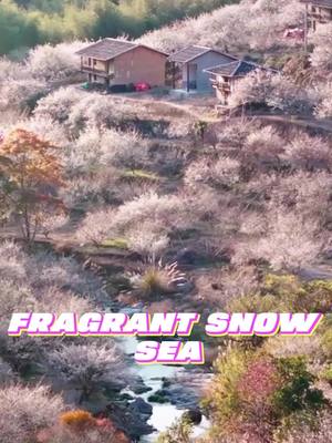 A post by @longhua_shenzhen on TikTok caption: Every year during the plum blossom season, the villages of Yongtai in Fuzhou transform into a sea of fragrant snow. The pure white blossoms blanket the earth, filling the air with intoxicating fragrance, stunning the entire winter. 🎥: 小铭Ming.#China #Fuzhou #PlumBlossoms #ScenicBeauty #ChinaTravel #Fyp