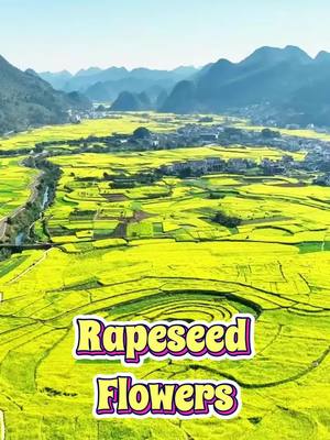 A post by @longhua_shenzhen on TikTok caption: As the cold winds sweep across the land, narrating the majesty of winter, the Wanfenglin Scenic Area in Guizhou, China, welcomes the breath of spring. The golden rapeseed flowers, eager to bloom, spread across the land, creating a picturesque and romantic landscape. 🎥:兴义旅游 #China #Guizhou #Flowers #ScenicBeauty #ChinaTravel #Fyp