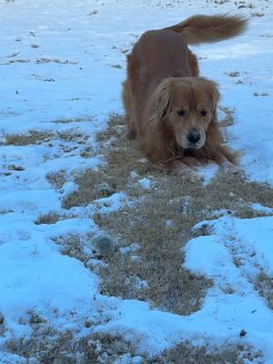 A post by @golden_life_of_finley on TikTok caption: Can you count how many times I lost my ball? Yup I’m no hunting dog 🤷🏼‍♂️#snowballfightagainsthunger #dogtok #cute #funny #foryou