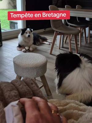 A post by @virginy_mya29 on TikTok caption: pas le choix faut mettre le nez dehors ☔🌨️⚠️ #chien #inseparables #education #bestfriend 