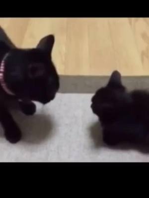 A post by @cindy_yanith_83 on TikTok caption: #loveanimals #cuteanimals 