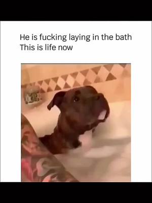 A post by @funnyfailhub on TikTok caption: Funny and cute dogs compilation 🤣 🥰. #funnydog #funnypet #cutedog #dogoftiktok #doglover #dog 