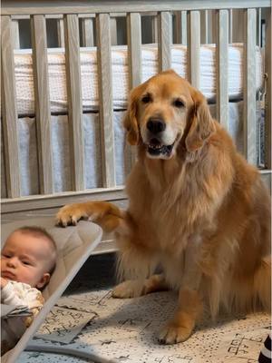 A post by @elliegoldenlife on TikTok caption: World’s best doggie daycare 😂