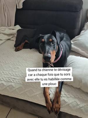 A post by @bambi.fox.tattoo on TikTok caption: elle me juge tout le temps quand on sort #chien #doberman #dobermanpinscher #dobermann #dogsoftiktok #dobermannlove 