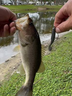 A post by @urbanfloridafishing on TikTok caption: I decided to put this little combo together. I figured it would be so much fun to catch fish with it. Even a small fish is gonna make it feel like I got a giant😅 but I’m determined to see what the biggest fish I that I can catch with this mini set up I got going on. I’m using is my mutant toad. The link to it is in my bio💪  #urbanfloridafishing #southfloridafishing #floridafishing #fishingvideos #bassfishing #freshwaterfishing #mutanttoad