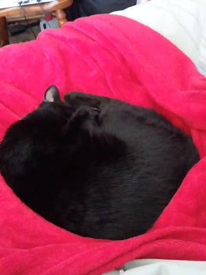 A post by @costumedcacophony on TikTok caption: @Chris Valenti speaking pure facts. Enjoy a sleeping Binx. #foryoupage #fyp #foryou #foryoupage 