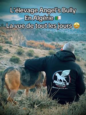 A post by @angels.bully on TikTok caption: L’élevage Angel’s Bully En Algérie 🇩🇿  La vue de tout les jours pour nos Bully  🤩#algeria #kabyle vous pouvez venir sur Facebook ou insta les lien sur le profil TikTok    🇫🇷🔱 #angels_bully 🔱 🇩🇿 #lms_photography 