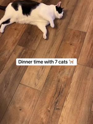 A post by @iamwillywonky on TikTok caption: Dinner time with 7 cats. This is the routine that works for our home. 🫶 #cats #dinnertime #catseating #catsoftiktok #kittensoftiktok #kittens #ditl #Vlog #bts #charliebear 