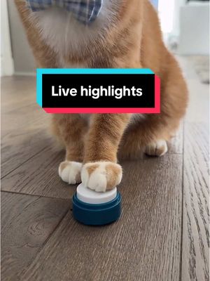 A post by @konaandkai67 on TikTok caption: If you missed our live here are a few highlights 😻 #catsoftiktok #tiktokcats #cat #cattok #foryoupage 