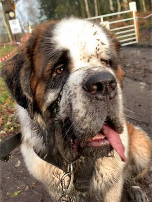 A post by @houndthesaint on TikTok caption: Muddy puppy  #dog #saintbernard #muddy 