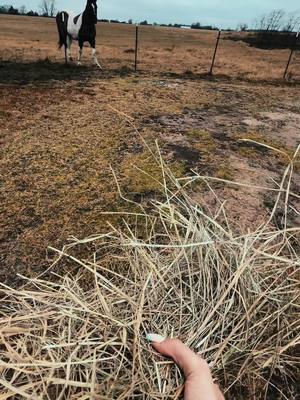 A post by @hensleerodeo102 on TikTok caption: We put out hay for our horses, and the neighbor’s horse was at the fence… I caved and brought him some hay too 💙🖤🤍