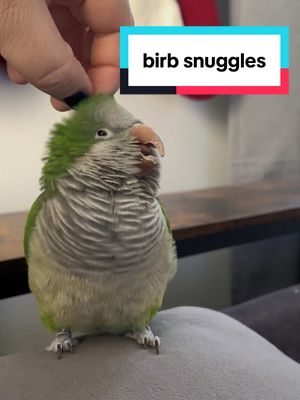 A post by @flockparty on TikTok caption: sunday snuggles #birdtok #baconpancakes #parrot 