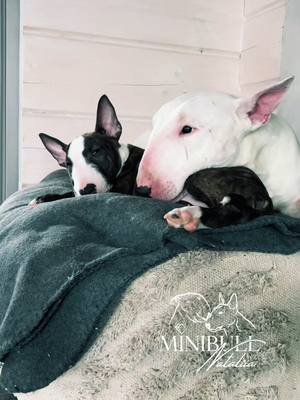 A post by @minibull_nataliia on TikTok caption: #minibull #kennel #bullterrier 