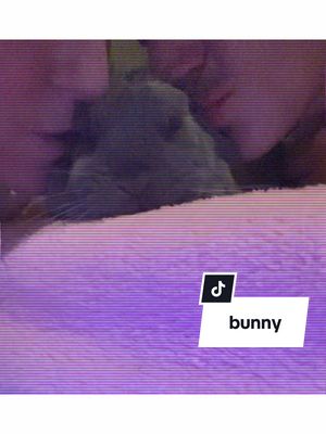 A post by @edignaa on TikTok caption: Love and kisses 😘🐰 #bunny #animal #petlovers #rabbitlife #rabbitworld #rabbitsofinstagram #kiss #minilop 