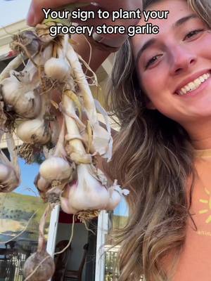 A post by @cocoaussy on TikTok caption: Long story short I’ve been using it ever since and love my forgotten garlic ❤️ #garlic #grocerystore #gardening #funfact 