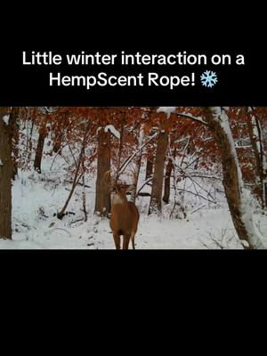 A post by @hodagoutdoors on TikTok caption: YEAR ROUND INTERACTION! 🙌🏻🦌 • • • #deerhunting #deerseason #deerhunt #bowhunter #bowhunting #bowhunt #whitetail #whitetailbuck #bigbuck #whitetailhunting 