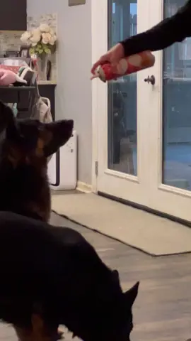A post by @k9_mattis on TikTok caption: Hawk being… well Hawk