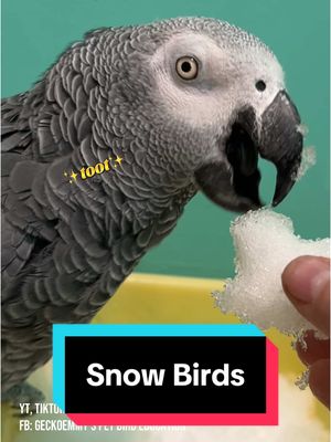 A post by @geckoemmy on TikTok caption: What will Jake, the 29 year old Congo African grey parrot, and Shelby, the 34 year old Moluccan cockatoo, think about interacting with snow for the first time? #parrotsoftiktok #petbirds #playinginthesnow 