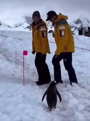 A post by @topcoolfun on TikTok caption: You are in my way. #penguin 