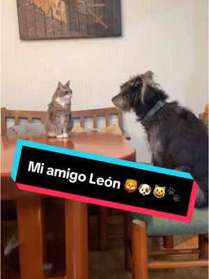 A post by @somosfamiliapeluda on TikTok caption: Mi amigo León 🦁🐶😺🐾            #gato #perros #mascotas #comedia #lipsync #humor 