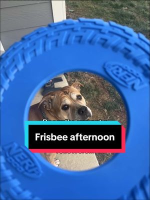 A post by @tinker_is_judging_you on TikTok caption: Look how proud she is at the end! Thank you @WyckedKnight for the lovely gift! She is so happy! #dogtoy #frisbeedog #gooddog #happydog #tiktoktinker #bestdog #playfuldog #fetch #sweetdog #bestday #notakeonlythrow 