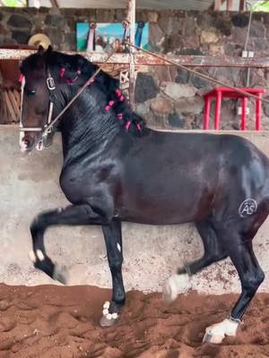 A post by @caballosbailadoress_ on TikTok caption: #cuacosfinos  #caballosbailadores 