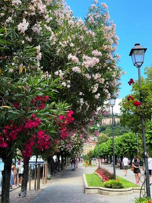 A post by @marcoandflo on TikTok caption: Lakefront of Bellagio 🌺 #Bellagio #LakeComo #ComoLake #LagodiComo #Italia #Italy 