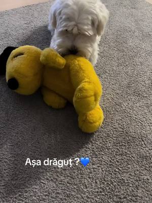 A post by @ana.dep826 on TikTok caption: #pufi#💙💛 