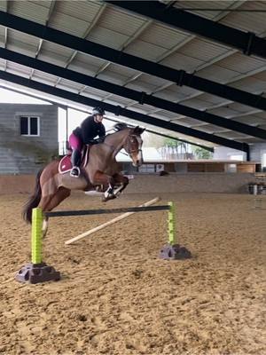 A post by @0lgalop on TikTok caption: Super bonne séance avec Alleyrat en préparation des échéances à venir ! #horse #horsegirl #horsesoftiktok #cso #jumping 