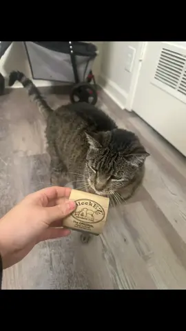 A post by @the_service_fish on TikTok caption: We just moved and the cat room isnt even set up yet but I couldnt wait to brush them. If your cat is shedding you NEED this brush. #sleekez #catgrooming #groomingbrush 