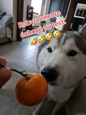 A post by @phaloukruby on TikTok caption: À votre avis, lequel des trois va louper le test d'aujourd'hui ? 🤣🤣🤣🤣 @FelineTeamLoukRubyBella #husky #phaloukruby #chien 