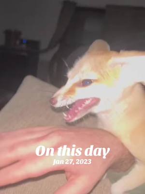 A post by @beduthefox on TikTok caption: #onthisday 