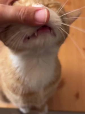 A post by @getbistrocat on TikTok caption: Meet Gogo, the rare kitty who loves his pinky nose rubbed! Unlike most cats, he enjoys this gentle touch—but don’t forget, cat noses are super sensitive. Always be extra kind! 🐾 💕 📷 🎥 via Instagram @ meetmeinthestarlight _______________ BistroCat is the world's first automated wet cat food feeder that offers a hands-off approach to keeping cats hydrated. Woman founded and it is built on the love for animals. Cats are family and they deserve the very best. Tap on our bio to get 25% off and tag #getbistrocat to win a year supply of wet cat food! 🐱 #cat #cats #catsofinstagram #excellentcats #cats_of_day #cats_of_instagram #catto #cat_delight #adorable #cat_features #cataccount #catpage #funnycatvideos #catmeow #catsagram #cats_of_world #cats_of_instaworld #catsuit #weirdcats #catlovers #catlover #kitties #kittens #biscuit #adoptdontshop #bistrocat