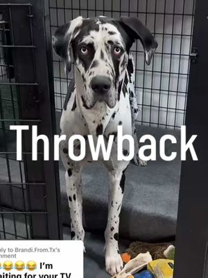 A post by @roccothegreatdane on TikTok caption: Throwback to Rocco’s first cribs episode 😆 shortly after this we upgraded him to his new padded bed worried that he might destroy it but its still alive and well! #onthisday #roccothegreatdane #harlequingreatdane #greatdane #dogsoftiktok #dogvlog #cute #adorable #blueeyes #bigdog #dogmom #mamasboy #spoiled #funny #funnydog #doghumor