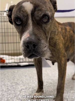 A post by @bigdogranchrescuefl on TikTok caption: Meet Runa. When she came to us, she was nothing more than skin and bones, emaciated and suffering. She carried a 6-pound mass in her stomach, and we didn’t know if she’d survive long enough to even get the help she needed. But thanks to the generosity of people like YOU, Runa got her second chance. ✨️ Dr. Tara and our amazing team fought to save her life with a risky surgery and a much-needed blood transfusion. Today, Runa is on the road to recovery, but she’s still got a long way to go. She’ll soon be living in our Senior Sanctuary, where she’ll be loved and cared for as she heals—because of your donations to our Miracle Fund, this was possible. 🤍 If you’d like to give Runa a home when she’s fully recovered, or if you want to help other dogs in need, please visit: 🐾 www.bdrr.org/adopt 🐾 www.bdrr.org/miracle-fund Runa is just one of many dogs whose lives have been changed because of you. Thank you for being her miracle.  💙Donate: www.BDRR.org/miracle-fund 🐶Lifesaving Member: www.BDRR.org/lifesaver 🐾 Adopt: www.BDRR.org/adopt  💲Venmo: @bigdogranchrescue 💰CashApp: @bigdogranchrescue 💵Zelle: finance@bdrr.org #bdrr #bigdogranchrescue #dogrescue #rescuedog #AdoptDontShop #adoptadog #foreverhome #MiracleDog #DogRescue #LifeSavingCare #SupportRescue #MiracleFund #DogRecovery #DogsOfInstagram #RescueDogsRock #BddrMiracleFund #HelpDogs #EveryDogDeservesAChance #MiracleInTheMaking