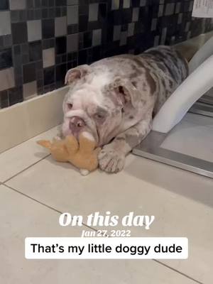 A post by @stormthebulldog on TikTok caption: #onthisday 