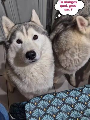 A post by @phaloukruby on TikTok caption: S'il vous plaît, dites-moi si les vôtres sont aussi morfales que les miens, car là je commence vraiment à m'inquiéter 🤣🤣🤣🤣🤣@FelineTeamLoukRubyBella #husky #chien #phaloukruby 