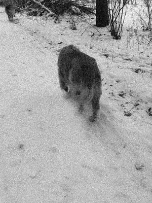 A post by @teamourgoldenadventures on TikTok caption: Winter Walks with the Goldies ❄️🐾🦮 #ourgoldenadventures #stayinginshape 