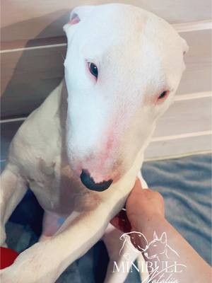 A post by @minibull_nataliia on TikTok caption: #minibull #kennel #bullterrier 