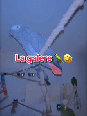 A post by @larche_de_francois on TikTok caption: La galère du soir 🤣🤣🦜#perroquet 