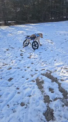 A post by @sassyfox88 on TikTok caption: oh Dublin!! I love you! #fyp #dublintheparalyzedpup #wheelchairdog 