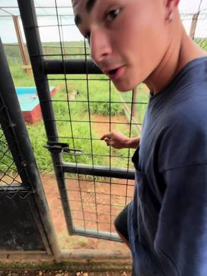 A post by @tiago_jacomo_iop on TikTok caption: Meu reencontro com o Tupã depois de 6 meses na Austrália! Autorização de Manejo SEMAD 0007/2023