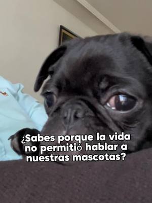 A post by @itspugsita on TikTok caption: ¿Que te diría tu perro si pudiera hablar un día?🐶