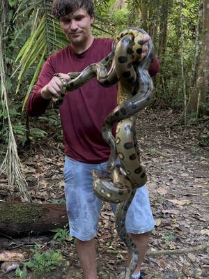 A post by @fishingarrett on TikTok caption: Rescuing anacondas and returning them to the wild! #animalrescue#tiktok#bird#wildlife#nature#nature#viralvideo#animals#yoink#rescue#viral#Jungle#Peru#rainforest#professional#conservation#ecosystem#awareness#educational