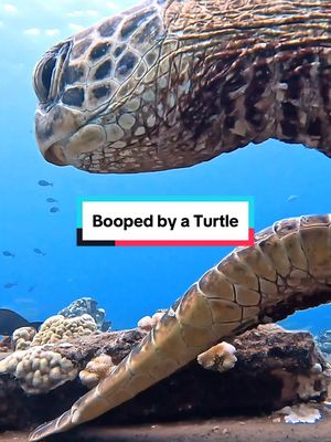 A post by @divedivelive on TikTok caption: I think we all need a turtle boop. #fyp 