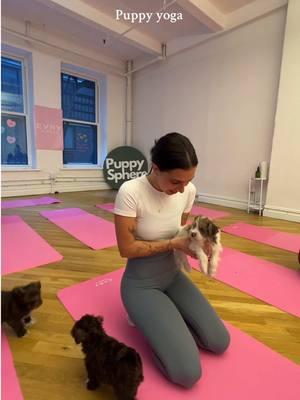 A post by @cawffeenutt on TikTok caption: Call me when you have Frenchie yoga next please @EVRY JEWELS @Puppysphere 🤍  #Vlog 